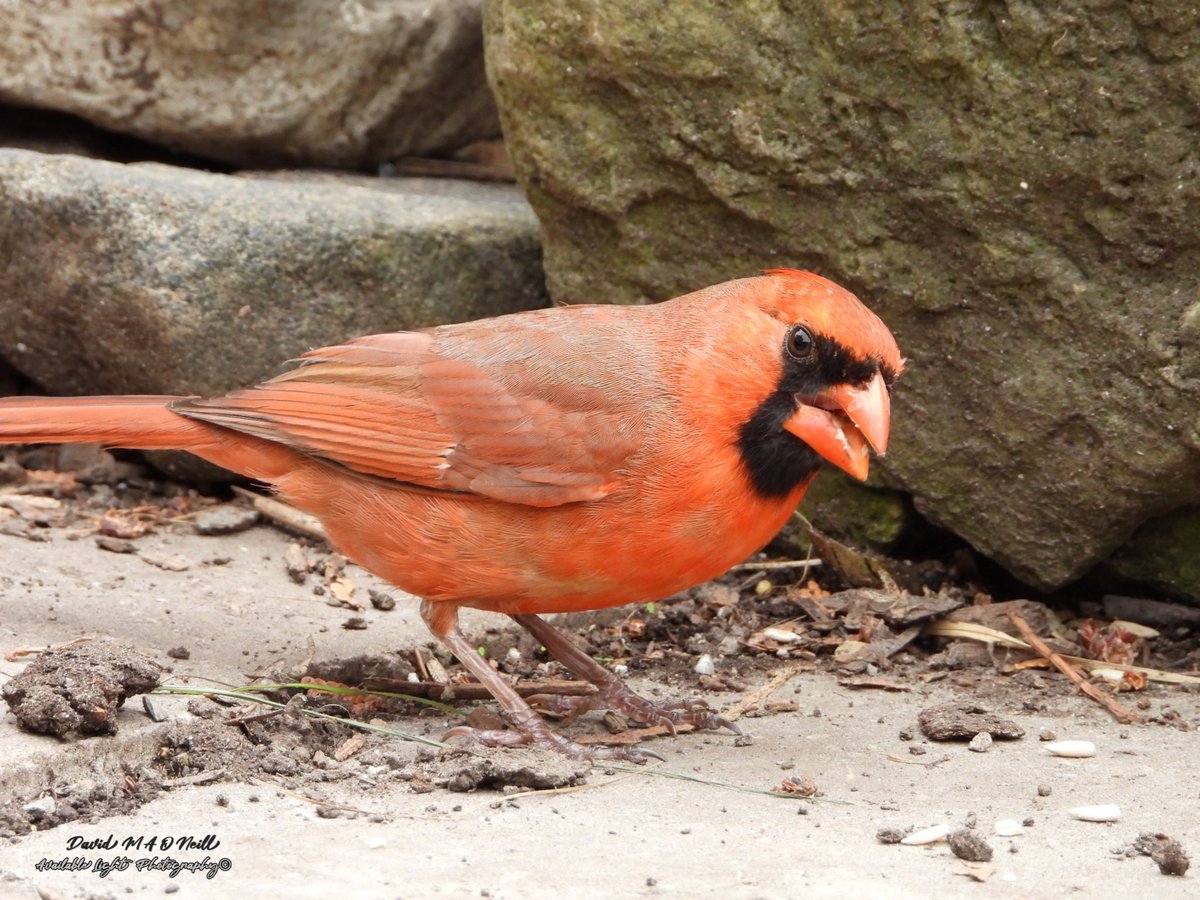 Male northern cardinal