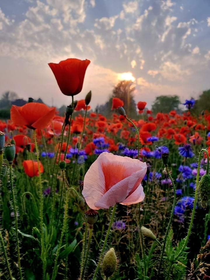 PHOTO OF THE DAY: A beautiful sunset over a field of poppies and cornflowers! 

📍: Manitowoc, Wis. 
📸: Carla Wells