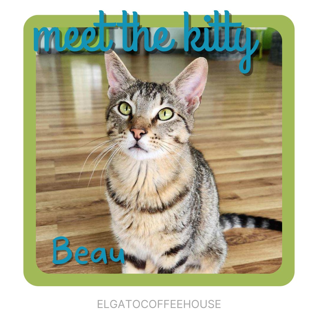 Meowdy! My name’s Beau! 😸✨ I’m an 8 month old boy who is having tons of fun at El Gato. I’ve become the resident escape artist in the cat studio. Hopefully my next escape is into my furrever home🐾 Huge Thank you to Jasmine Salinas for rescuing me & being my intake angel 😇