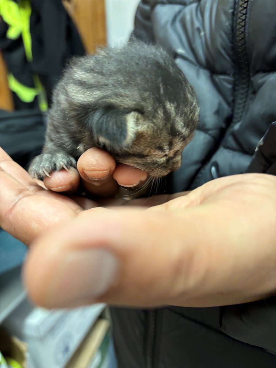 We have a new fur-iend! Workers on the SR 509 completion project in #SeaTac found a days-old kitten hiding under a dumpster.
No mom or siblings found. Kitty is at a local animal shelter to grow up a bit and has a new home lined up with one of our crew! #HeroesWearHardhats