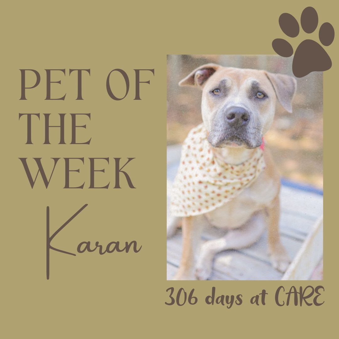 'Introducing Karen: Our Remarkable Pet of the Week, who has captured our hearts for 306 days!' Learn more: buff.ly/4bbp5zS