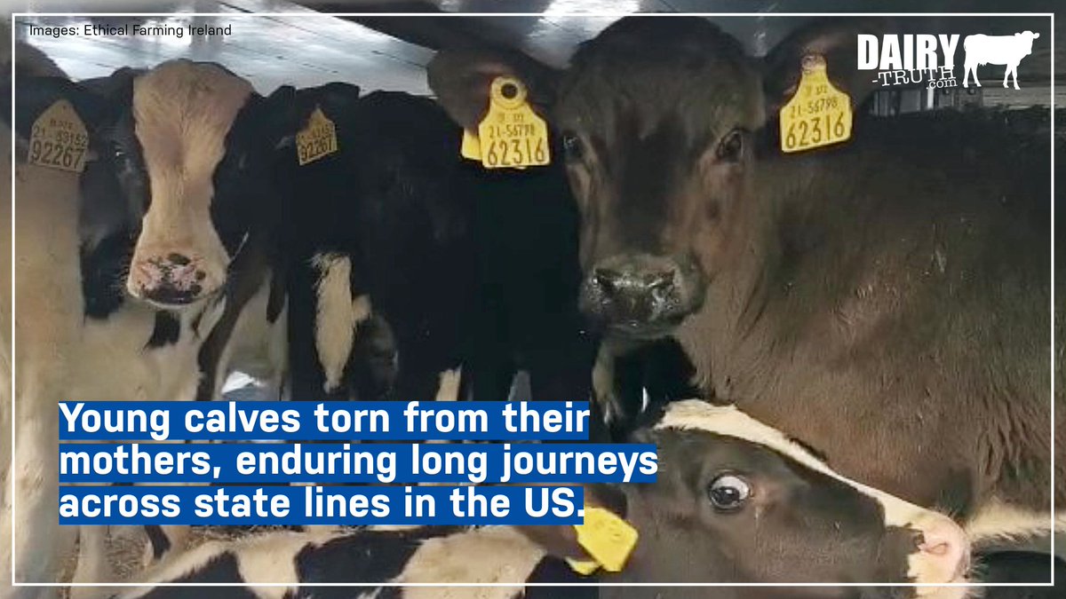 According to @AWIOnline , every year, the US dairy industry sends thousands of 2–3 day old calves on highly stressful journeys of a thousand miles, flouting international animal welfare standards and contributing to disease spread. 👉 awionline.org/press-releases… #dairytruth