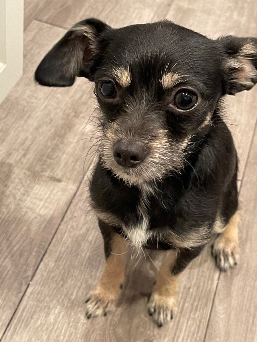 🐾 Meet El Chapo!

He loves chasing squirrels and he’s excited to see you all at the Running of the Chihuahuas at @TheWharfDC on May 4th, presented by @pacificobeer!

Witness this amazing race, supporting @Ruraldogrescue! 💛

wharfdc.com/chihuahuas/