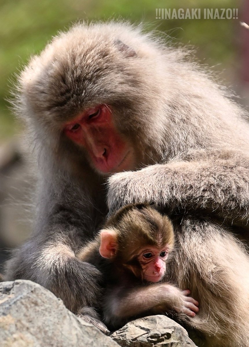 #japan #japanese

#猿　#monkey
#Z6 #japan #japanese #風景写真 #日本の風景
 #日本の風景写真 #Spectacularview #japaneselandscape #landscapephotography #私とニコンで見た世界