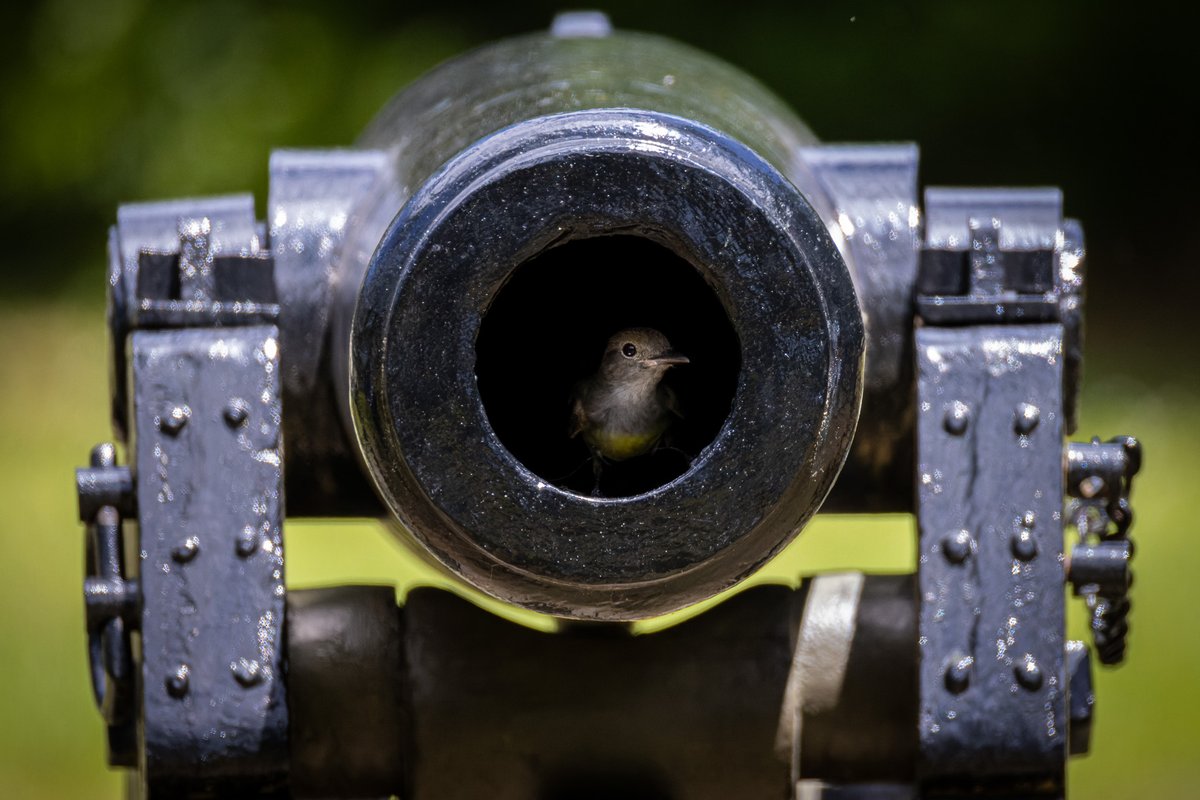 A great crested flycatcher found a better use for a cannon.