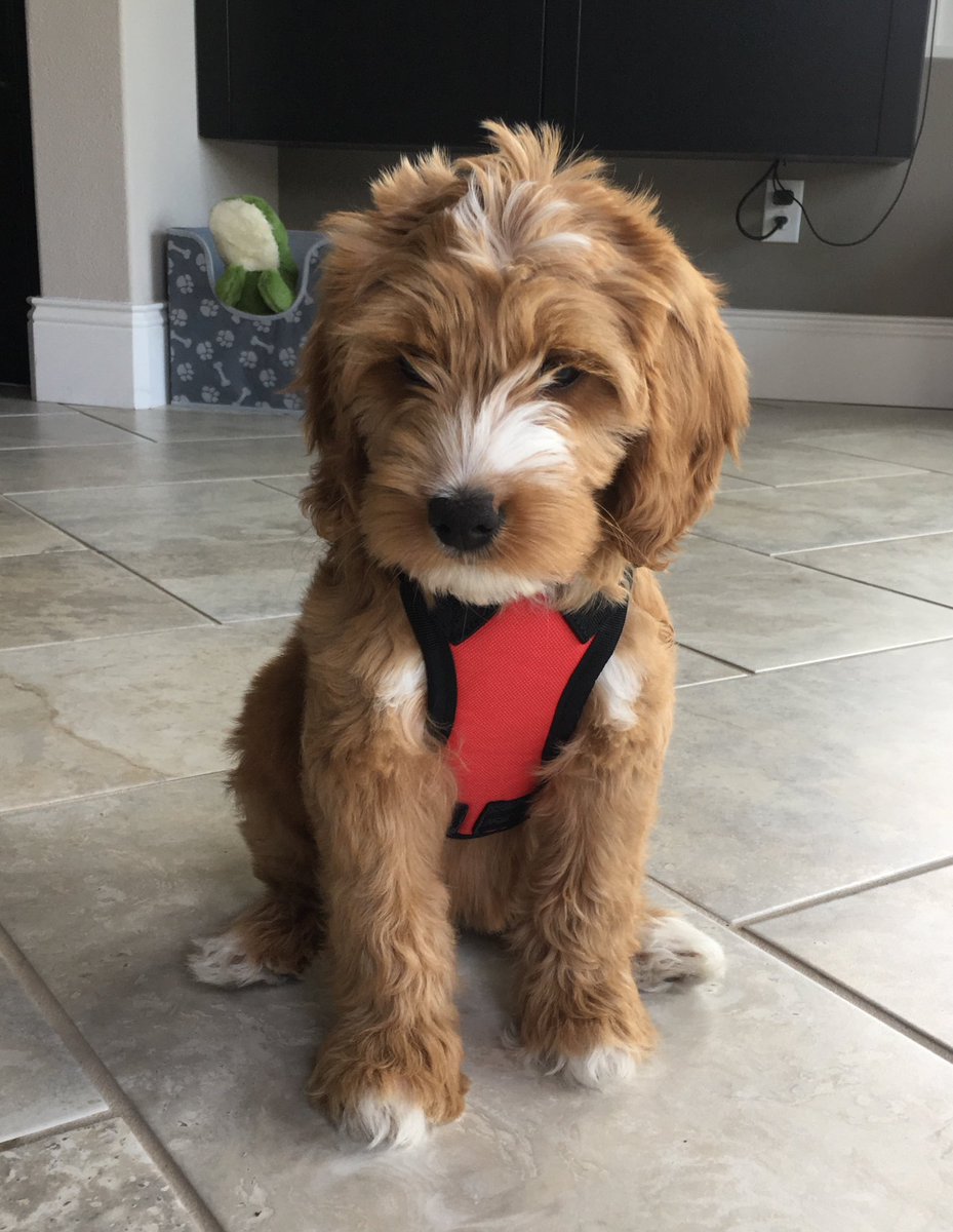 Dear Kristi Noem This is our Labradoodle puppy, her name is Marley She is still very young & is being potty trained She is trying very hard, but sometimes she makes a mistake. If she were yours, would you point a gun between her eyes and pull the trigger? #KristiNoemIsEvil