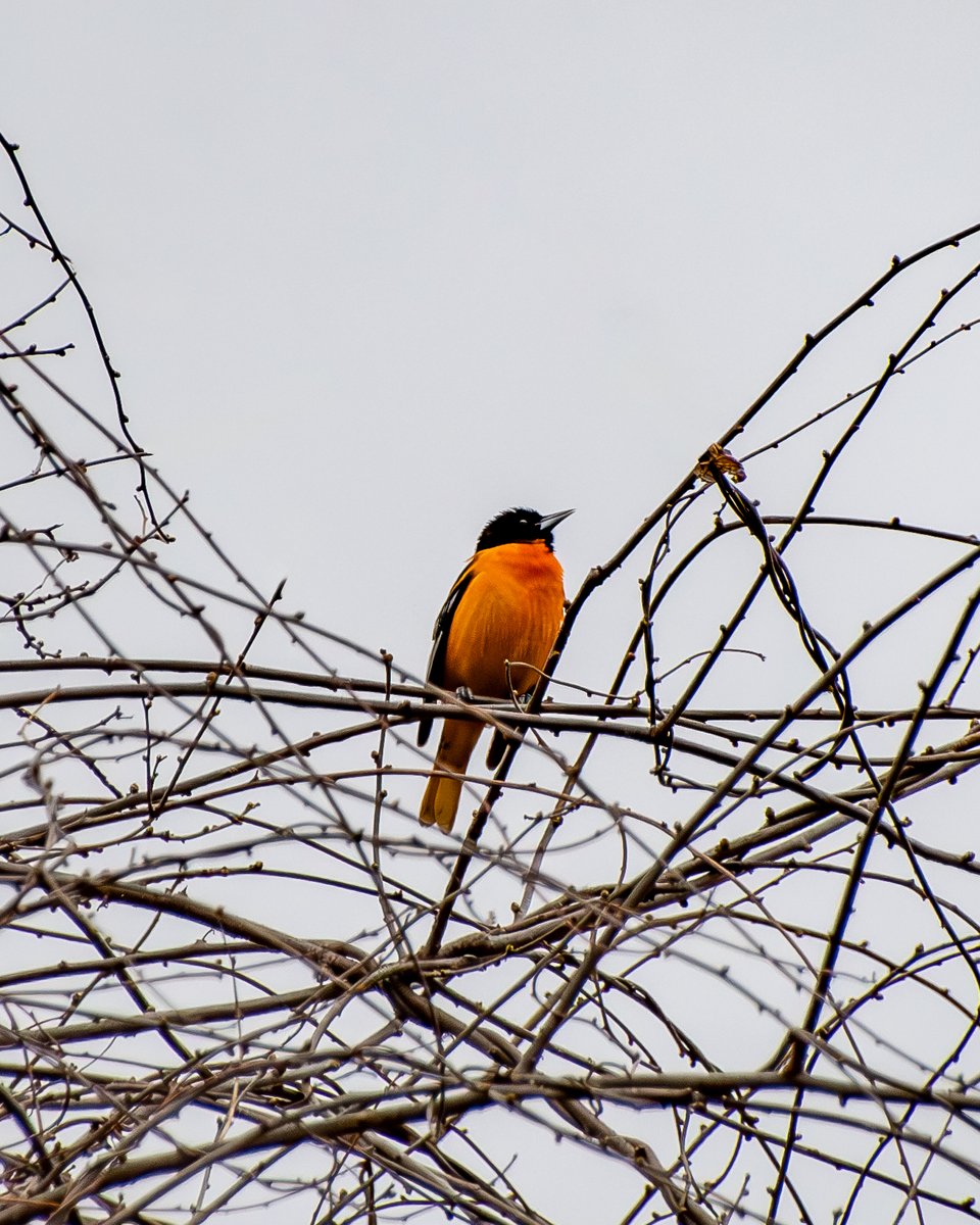 Baltimore Oriole
#photography, #366photodgraphy2024, #potd2024, #photoaday, #everydayphotographer, #photooftheday, #pad2024-120, #baltimoreoriole, #songbird, #orangebird, #bird, #springbirds
