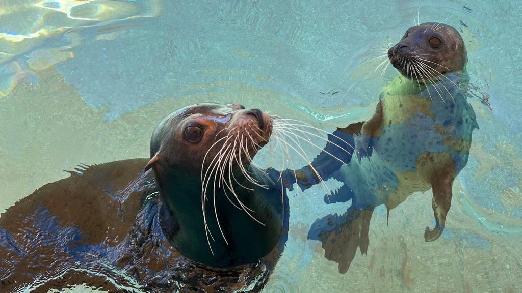 Even without records from their first *20 years* of operation, more than 80 Seals and Sea Lions have died at the Miami SeaQuarium.