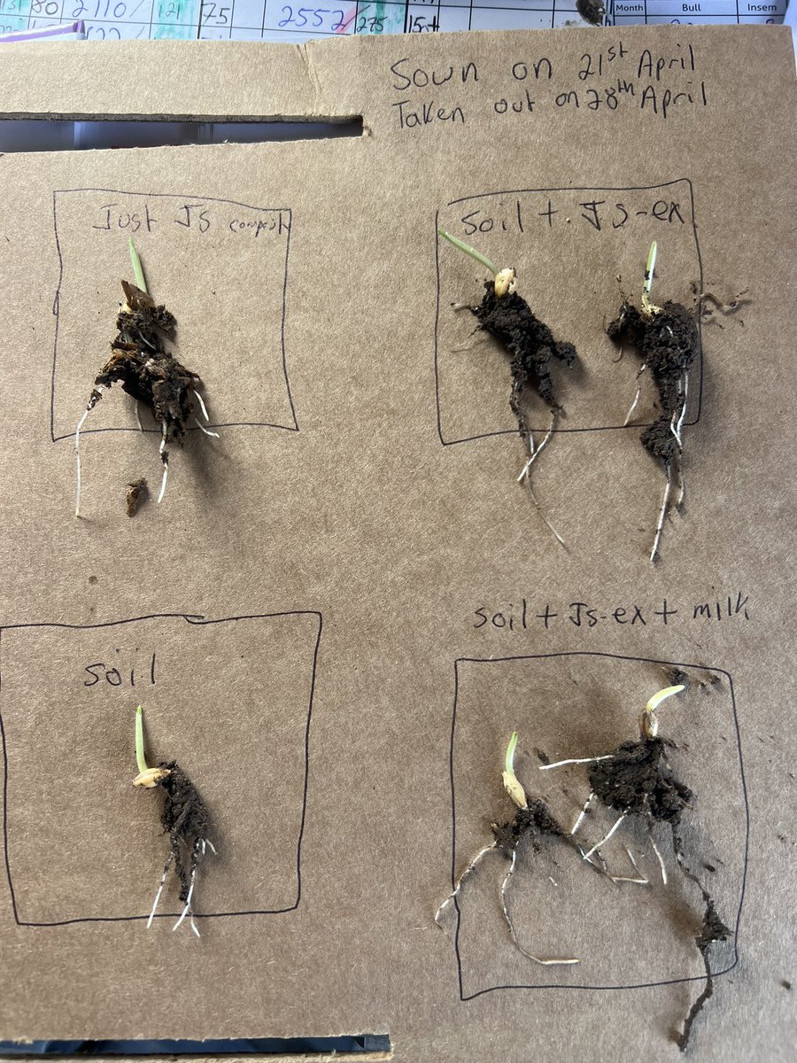 Did a small trial JS = Johnson su bioreactor Top left Just JS compost Top right Soil and JS extract Bottom left Just soil Bottom right soil+JS+milk Savage growth in a week on the bottom left and top left with the JS looking forward to getting some out to trial plots