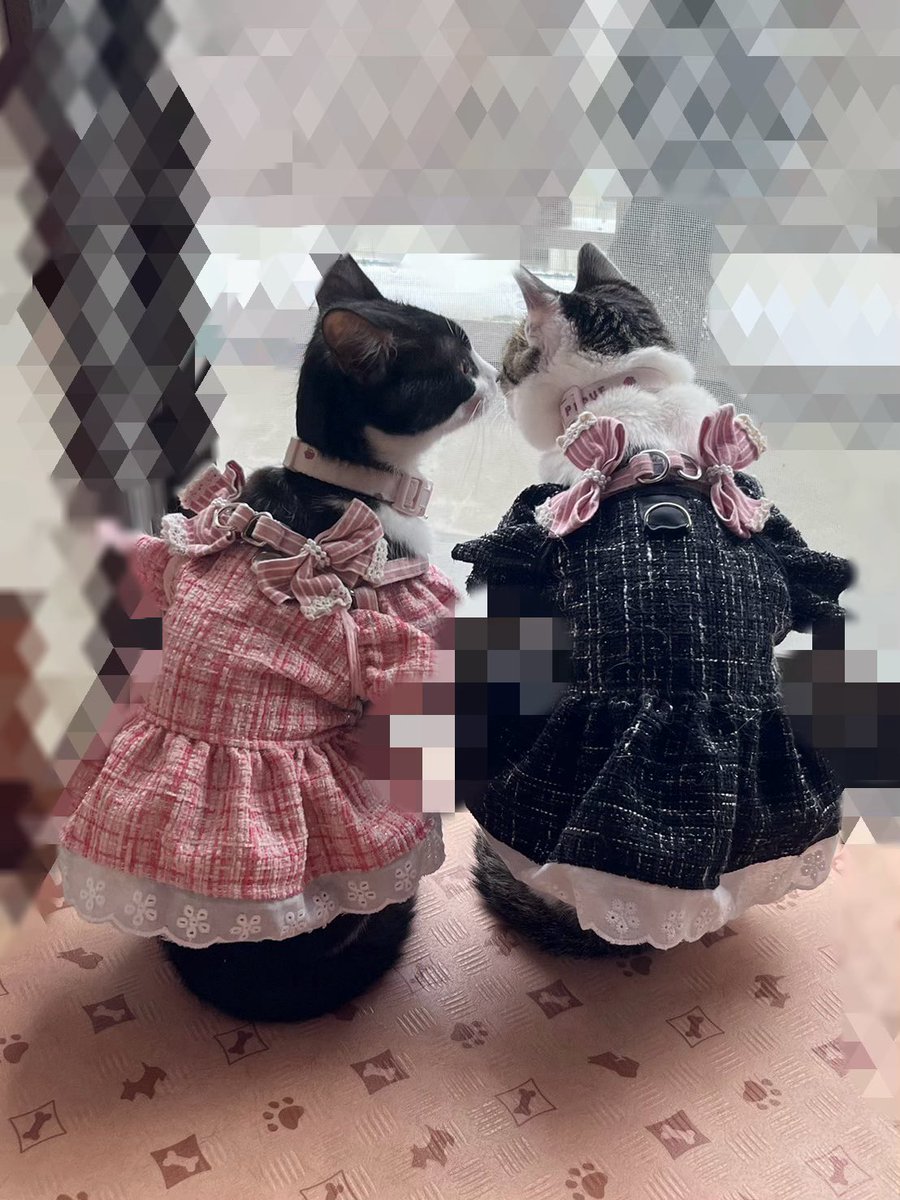 Causal_reaction's tweet image. おはようございます🌞😊🌞
GW真っ只中❣️皆様いかがお過ごしですか?😎
てか❣️3女がネイルしてくれました💅
なんでうちの3姉妹は器用なんだろ☺️
いつもありがとう🥰
皆様にとって素敵な連休になります様に🥹🫶💕
今日も可愛い5女🐱6女♥️
