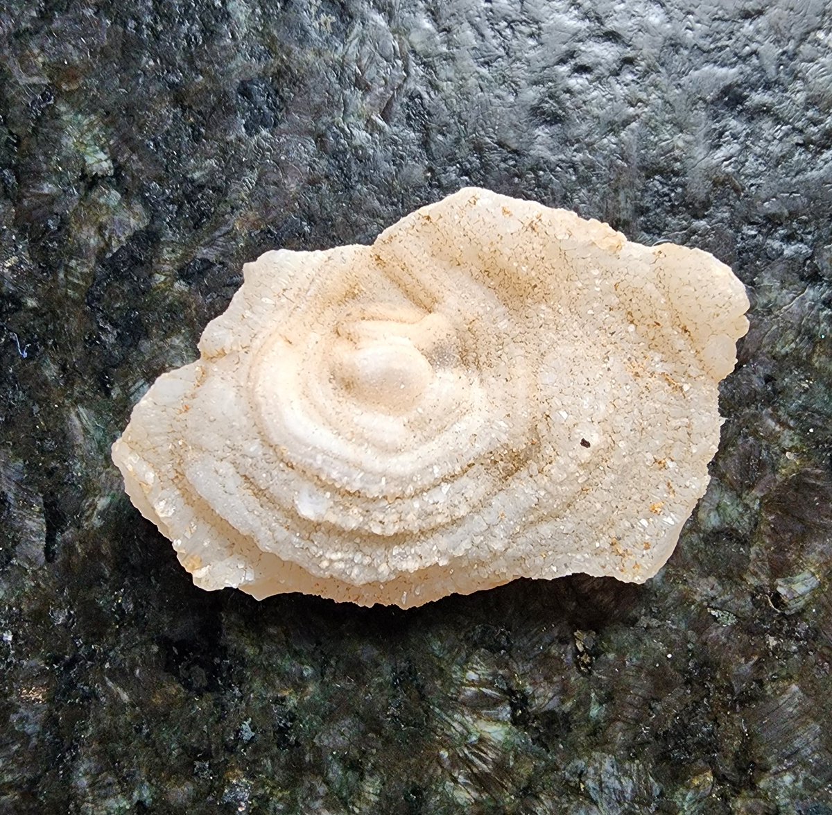 A chalcedony rose we found in the Mojave desert on one of our camping trips.