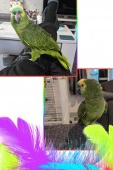 #LOST #BIRD ARTHUR Older Adult #Male #BlueFrontedAmazon Green With Blue Front On His Head #Missing from Fox Valley #Stocksbridge near to #Penistone #S36 Central Monday 29th April 2024 #DogLostUK #Lostbird doglost.co.uk/dog/191895