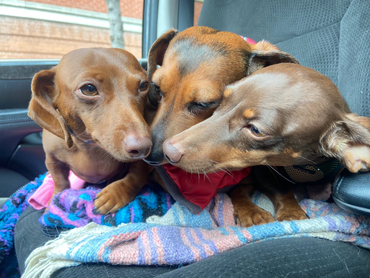 Someone recently said to me that whenever you despair of Twitter/X, there are dog tweets. This is my dog today (in the middle) reuniting with her two best dog friends after a couple of weeks' absence. You're welcome. :)