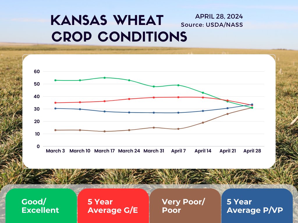 Kansas #wheat crop conditions continue to decline this week. According to @usda_nass, winter wheat condition rated 31% poor to very poor, 38% fair and 31% good to excellent. The five-year average for p/vp is 33.6% and g/e is 33.0%.