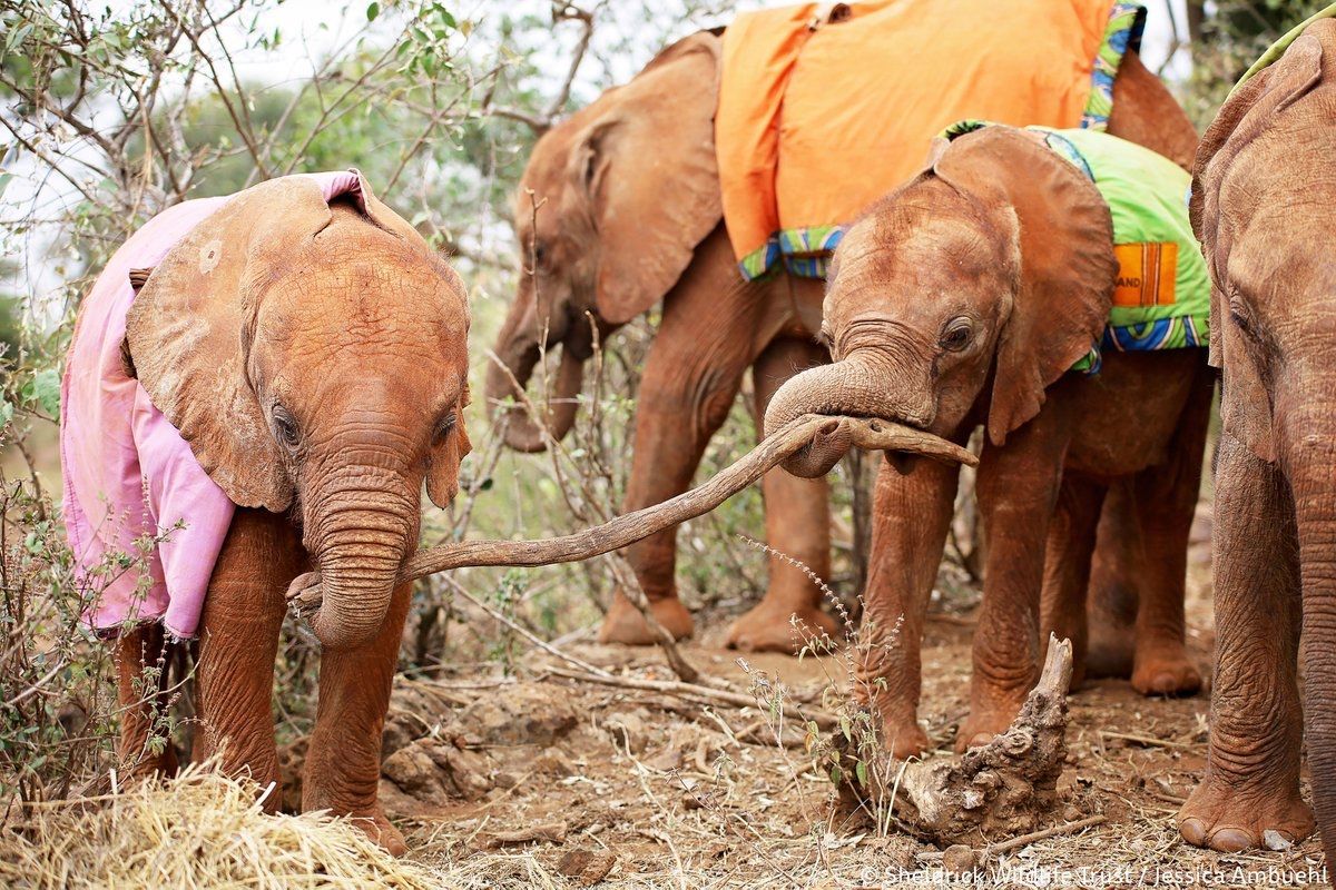 Parents of toddlers will know the phrase “mine!” well. It’s not so different for toddling elephant calves either as orphans Mzinga & Nyambeni demonstrated here, with a tug-of-war over a branch. No surprises that firecracker Nyambeni was the victor! sheldrickwildlifetrust.org/nursery-herd