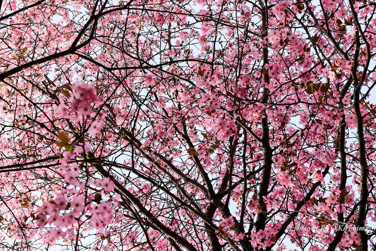 さよなら今年の桜
また来年、会えたらいいね

#桜 #花 #カメラ散歩 #photo #flower #nature #写真撮ってる人と繋がりたい #花好きな人と繋がりたい #ファインダー越しの私の世界 #レンズ越しの私の世界 #キリトリセカイ #ダレカニミセタイハナ