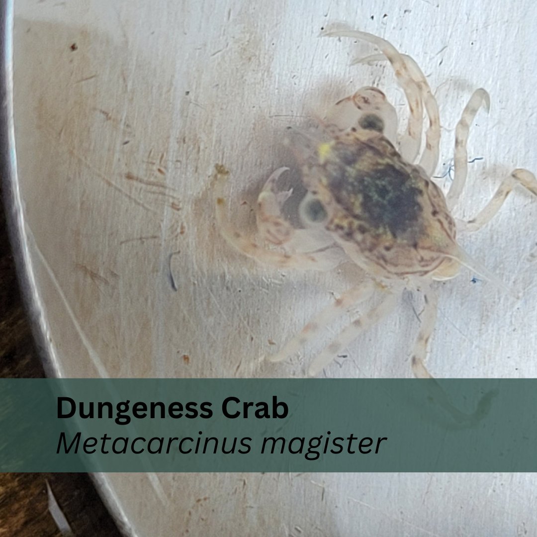 We captured our first megalopa in the Sentinels of Change: Larval Dungeness Crab Traps!

Want to help count and discover megalopa? Volunteer with us throughout the summer by contacting jeannine@imerss.org

#HakaiInstitute #IMERSS #SentinelsOfChange #SalishSea  #CitizenScience