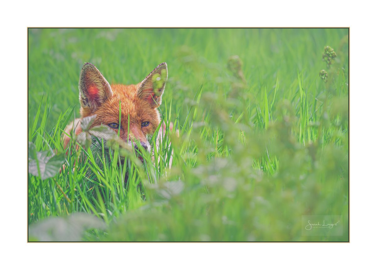 Lying Low #Sharemondays2024 #fsprintmonday #WexMondays #FoxOfTheDay #APPicoftheweek #BBCWildlifePOTD Just keeping a low profile with my little friend 🦊😉 #nature #wildlife #fox #BushyPark @ChrisGPackham #vixen #redfox #Spring @sjdarlington
