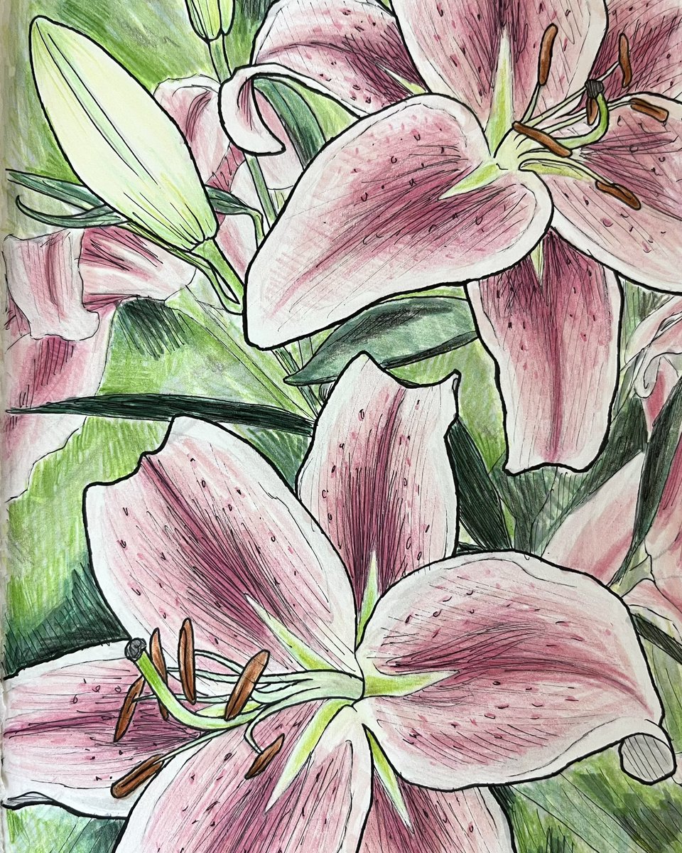 stargazer lilies drawing
#flowerart #stargazerlily #coloredpencilart