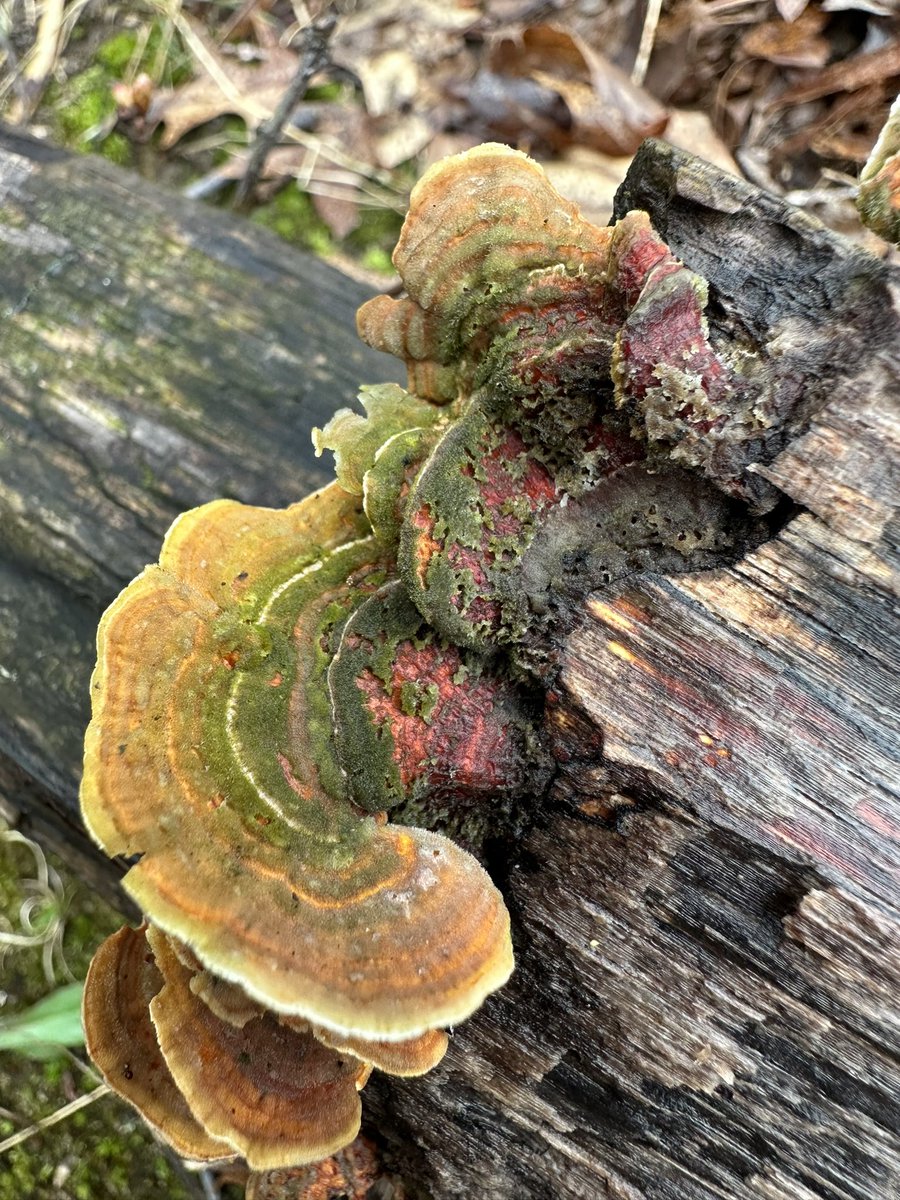 Decay. Beautiful decay. #MushroomMonday