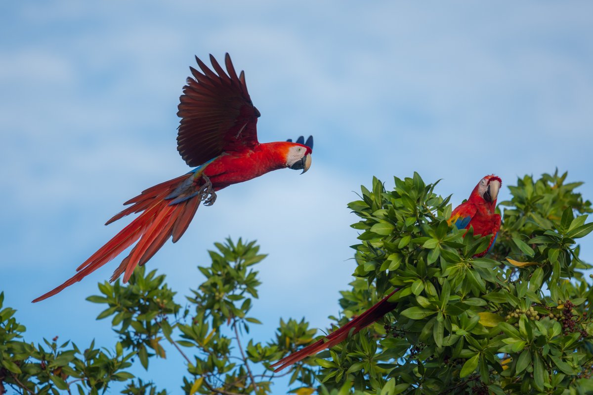 Did you know, Scarlet Macaws can eat fruits toxic enough to kill other animals? It is thought that because they eat large amounts of clay, it neutralize plant poisons.

#birdwatching #wildlifephotography #costarica #ecotours #rainforest #crocodilebay