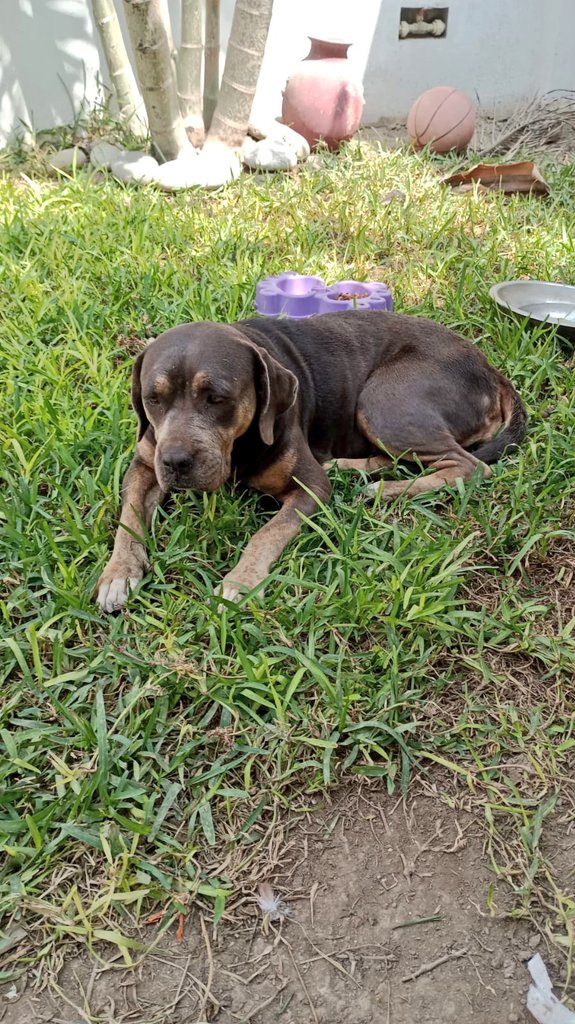 Ya se encuentra a buen recaudo en el patio de un vecino que me aceptó resguardarla con la condición que pueda recibir atención veterinaria estos 3 días hasta que mejore y no apse más hambre y frío y se descompense. Porfavor RT para que se pueda cubrir su tratamiento y patés🙏🏼🆘