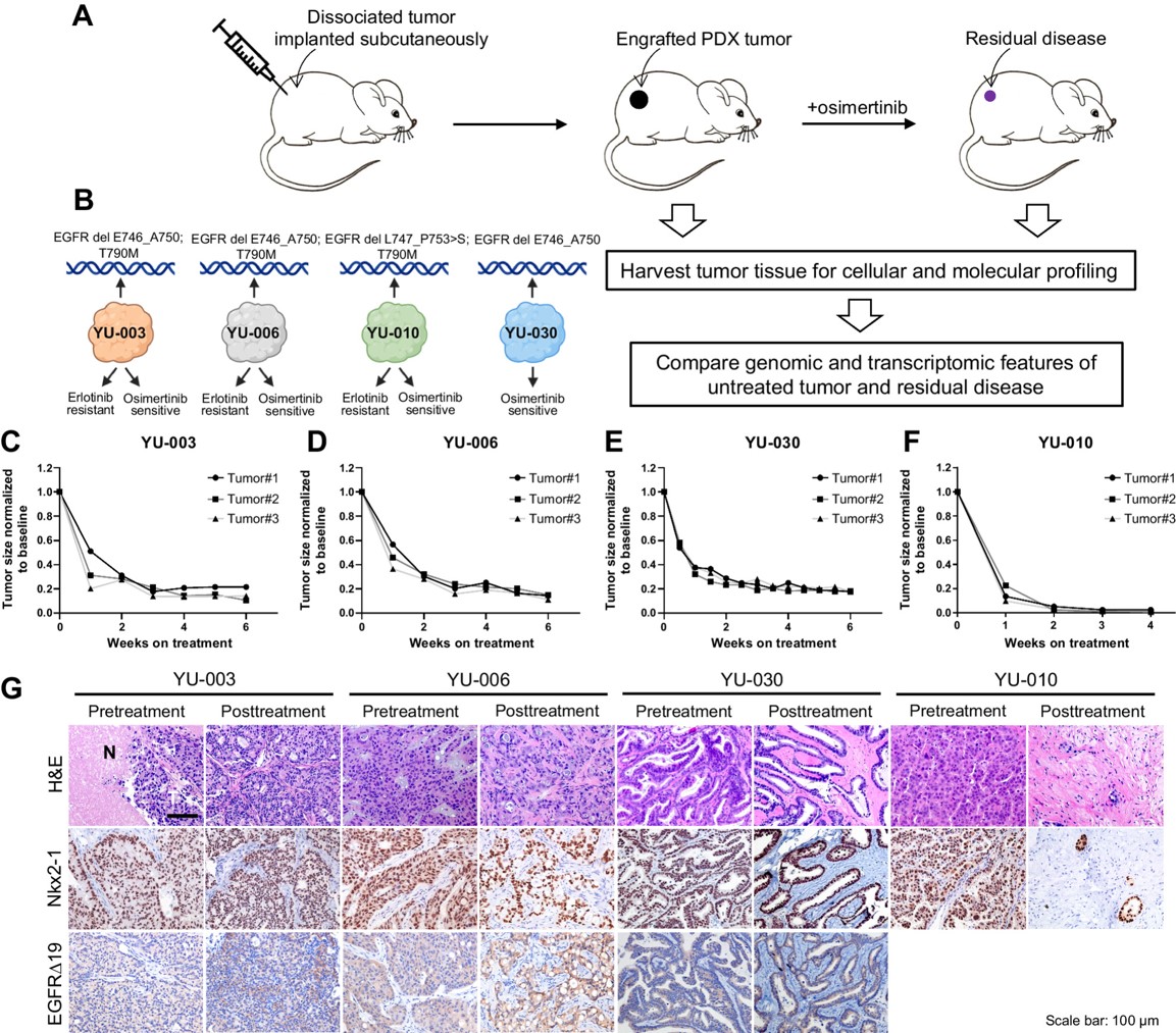 New in Translational #CancerBiology from the April 15 issue:
ASCL1 Drives Tolerance to Osimertinib in EGFR Mutant #LungCancer in Permissive Cellular Contexts, by Bomiao Hu, @politikaterina et al.
bit.ly/3WltzzP
@yalepathology @YaleCancer