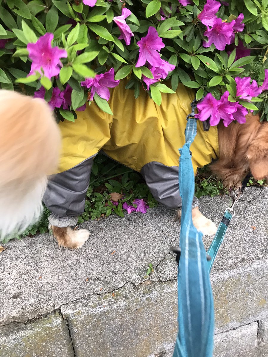 #Goldenretriever
#KAI物語
#大型犬といる暮らし
雨の日あ散歩
レインコートでルンルン
今日も良い１日になりますように
お昼からは雨も上がる予報だね⤴︎😊👍