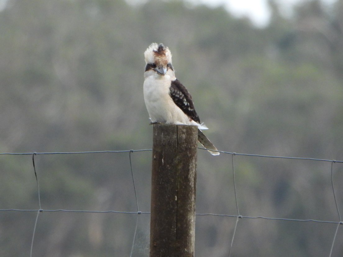 Kookaburras are 'perch &amp; pounce' predators that nest in hollows.
If your farm trees are too young for hollows add a few of their special nest boxes.
On the cool side of the shed is good. 
That one act will mean the pair will kill approx 6 mice, snakes etc a day for 20 years.