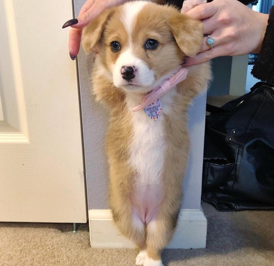 So adorable and cute puppy🥰❤🥰