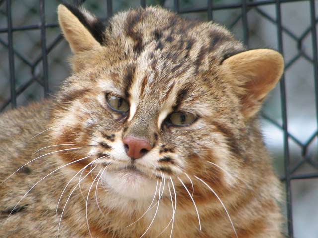 今日はリリーの5周忌。 5年前、福岡市動物園で公開の準備をしていた最中に旅立ってしまった。 えびぞう、リリーと連日の訃報だった。 （画像は「とらやまの森」31号より引用） #ツシマヤマネコ