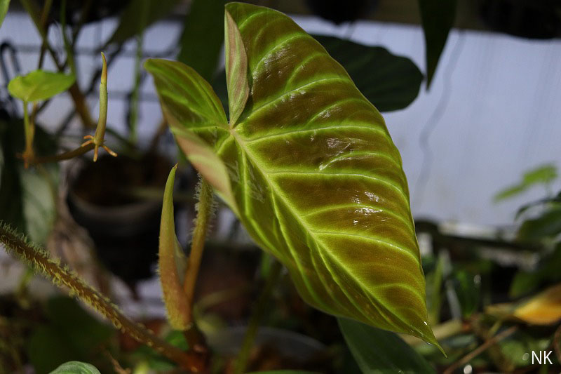 Philodendron verrucosum

温室の薄暗いところで調子良く成長中です。