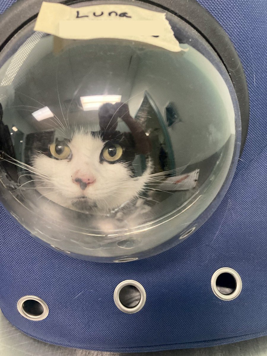 That’s one small step for man… one giant leap for Cat of the Day Luna! She arrived in the coolest kitty carrier for her spay day, tooth cleaning, and two little extractions. Plus general admiration, of course - we were over the moon to meet her!