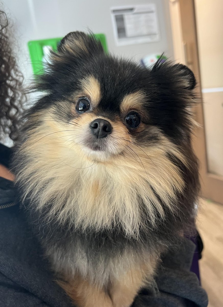 Shadow + Dr. Dick = 🐶💕
.
.
.
#urbanpawvet #urbanpaw #vet #denver #co #colorado #pomeranian #dog #veterinary #veterinarian #dogs #puppy #dogsofig #dogsofinsta #rehab #vettech #girlmath #boymath