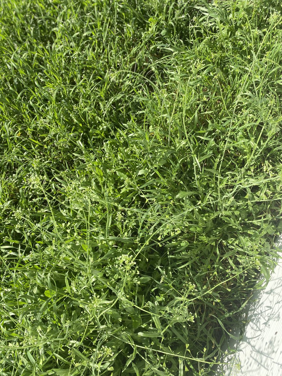 jhohenberger's tweet photo. What is this weed? Leaf like dandelion. Kinda similar to London Rocket but white not yellow flowers? https://t.co/XzNNQ1yaaB