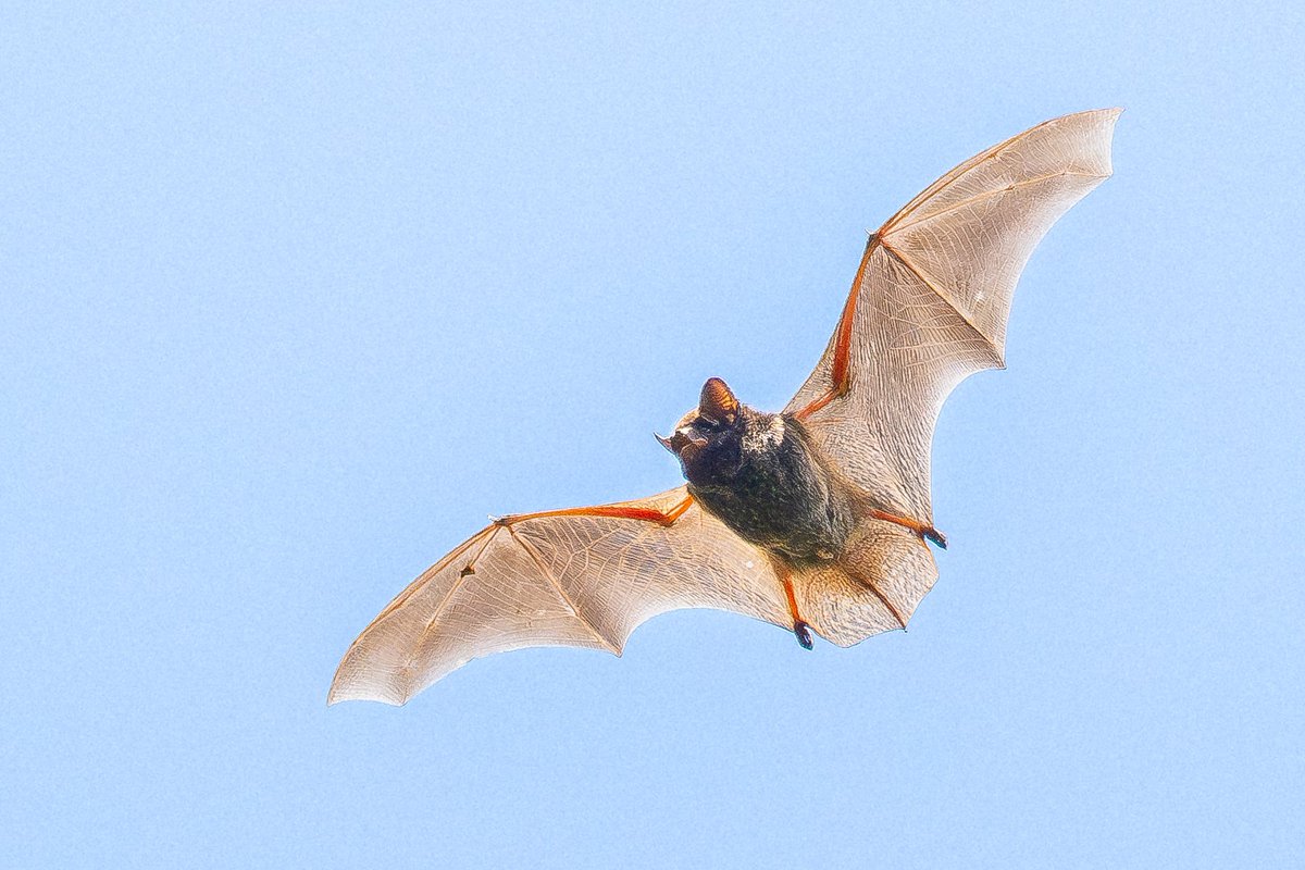 The increase in temperature over the weekend brought this Eastern red bat out for a daytime flight over the Ramble. (Central Park, New York) #wildlife #nature #birdcpp