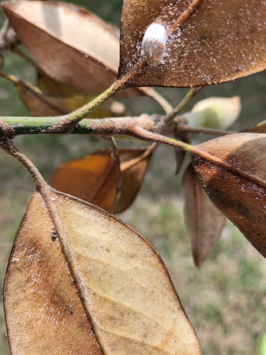 Help!!! #GardeningTwitter #GardeningX  I think I have a COTTON CUSHION SCALE infestation.  1st showed up on citrus trees and thought they were mealey bugs now spread to inground magnolias and even potted oregeno.  Any help in mitigation and/or identification is appreciated.