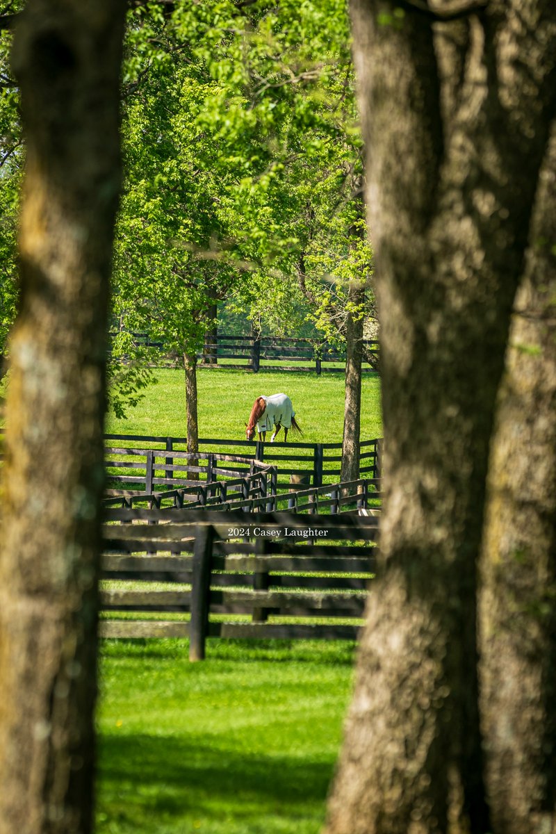 #JimmyCreed in his paddock for afternoon turn out at #SpendthriftFarm.