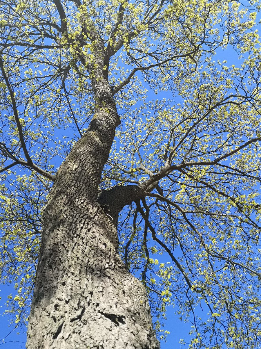 Spring vibes 🌿🌱
Happy #thicktrunktuesday 
#trees #nature