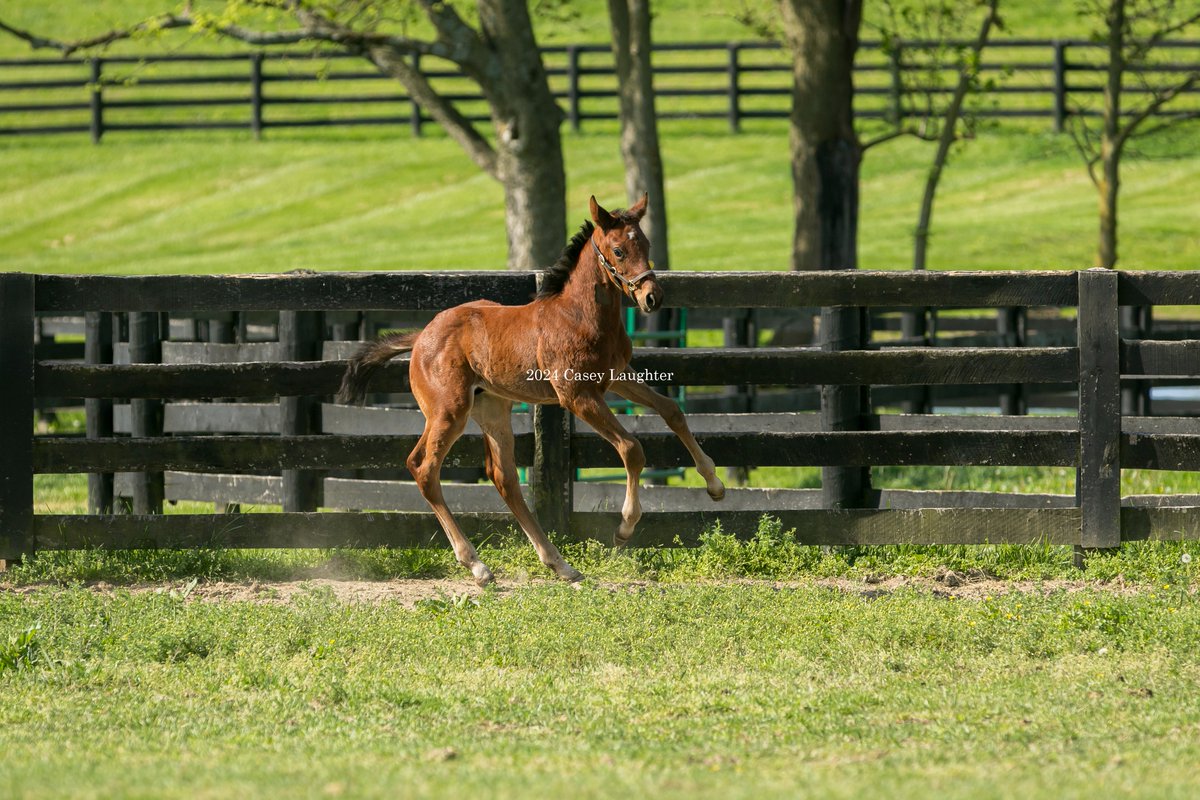 2024 #Flightline colt out M2SW & G1SP #Merneith (American Pharoah) at #SpendthriftFarm today. The colt was in utero when Merneith was purchased for $2 million from @FasigTiptonCo in November 2023.