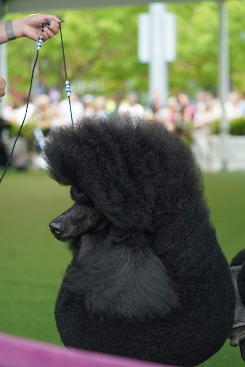 Tag your Bestie from the Dog Show Community❤️

showsightmagazine.com/poodle-type-so…

#standardpoodle #purebred #dogshow #dogshow2024 #bestinshow #bestinshowsight #showsightmag #showsightmagazine