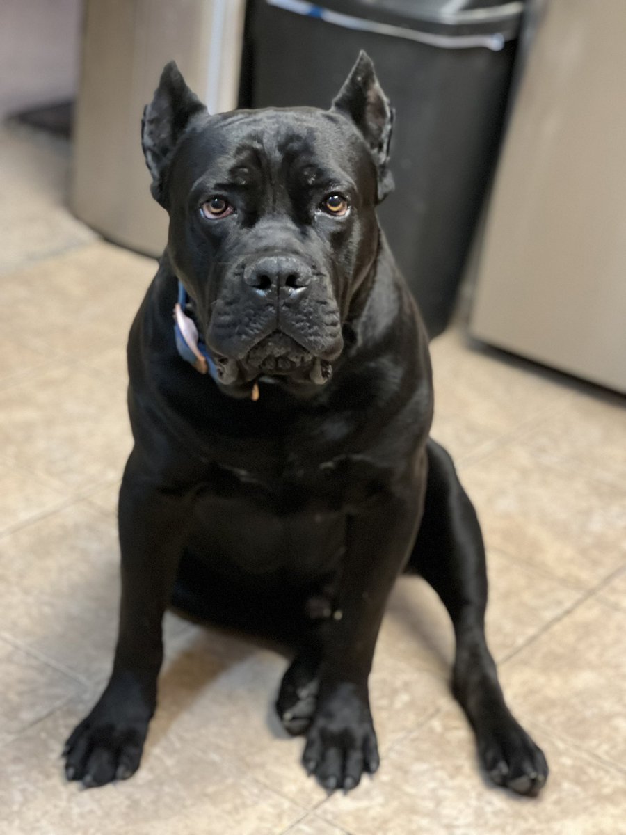 Voodoo Daddy Nero
#canecorso #puppies #Nero #neriocorsos