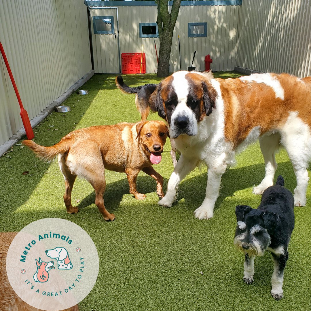 Our pups at metro animal plano have been making sure to soak up the sun and splash around in the pool!  🐶 🐾

#metroanimals #plano #texas #doggrooming #dogtaxi #dogboarding #labradorretriever #saintbernard #minischnauzer #dogs #dogdaycare
