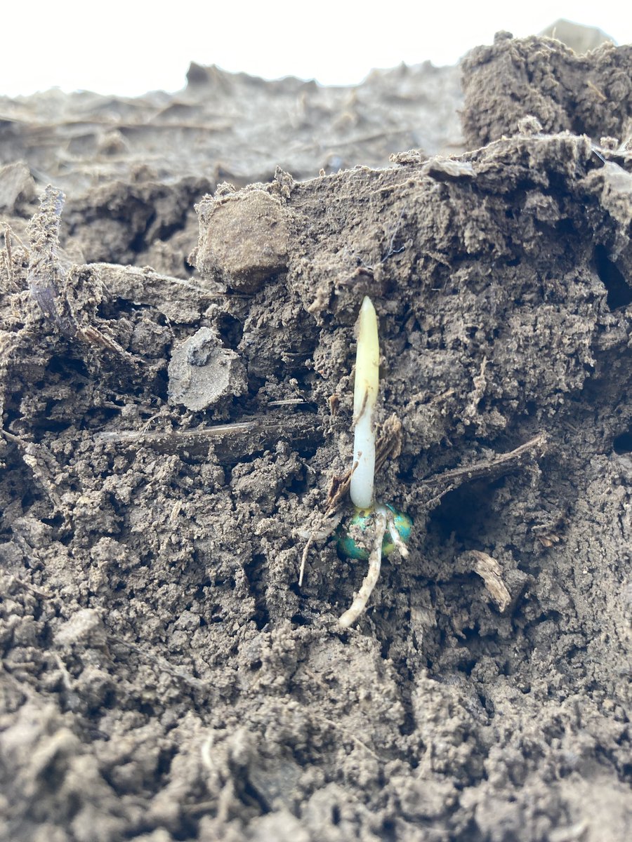 Tomorrow’s warm temperatures should push these fellas the rest of the way through! April 13th planting date Jones county Iowa