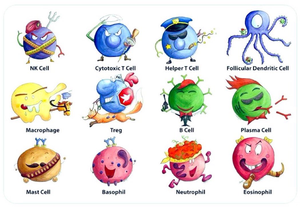 A year on, I still say happy #InternationalDayOfImmunology to all who celebrate! With thanks to those beautiful and powerful yet perilous cells of the immune system such as depicted by @daisychungart 🖖🤓❤️