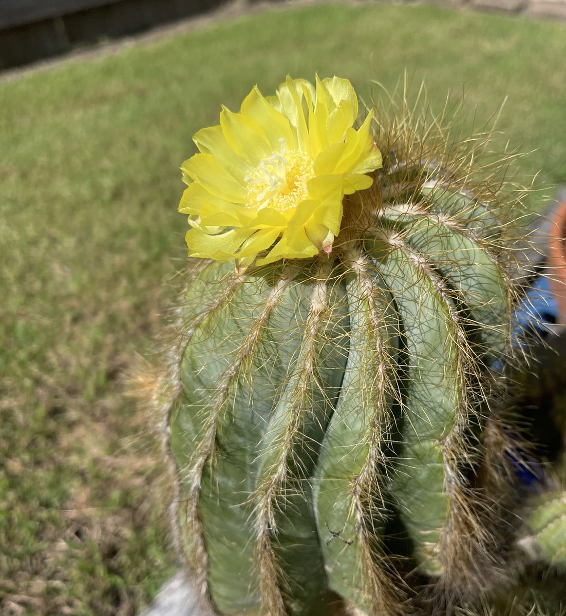 I went out the back to hang some washing on the line & saw one of my cacti is in flower. This one rarely flowers. I’m glad I saw it. It gave me joy. I wish you some joy in your day, even a little. Have a good one! 🌼👋🏽😀