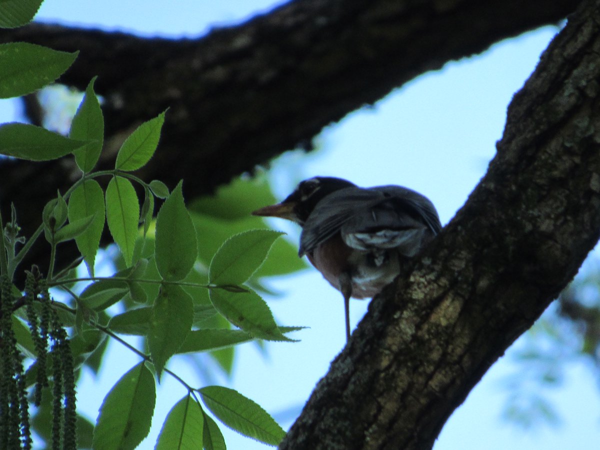 Going out to water my plants I asked my younger son if he wanted to come & we could birdwatch together. He is the one who first got me interested in it but he has moved away from it. Tonight, he agreed &, while we didn't spot a lot, it was nice sitting silently together, looking.