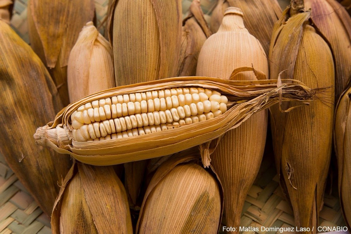 México es centro de origen, domesticación y diversidad del maíz. En la actualidad se cultivan dentro del país alrededor de 60 razas nativas de maíz y conviven con él sus parientes silvestres: los teocintles y los maicillos (Tripsacum). biodiversidad.gob.mx/diversidad/ali…