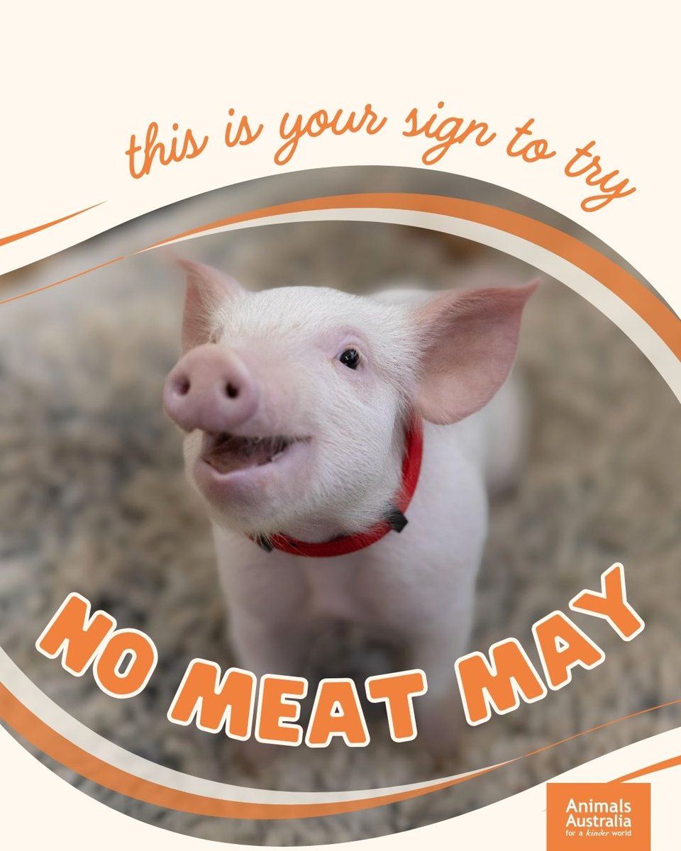 If you’re feeling more and more like animals are your friends, and not food, @nomeatmay is a great opportunity to give veg eating a try! Sign up here: animalsaus.co/3Wk60aw 🌱