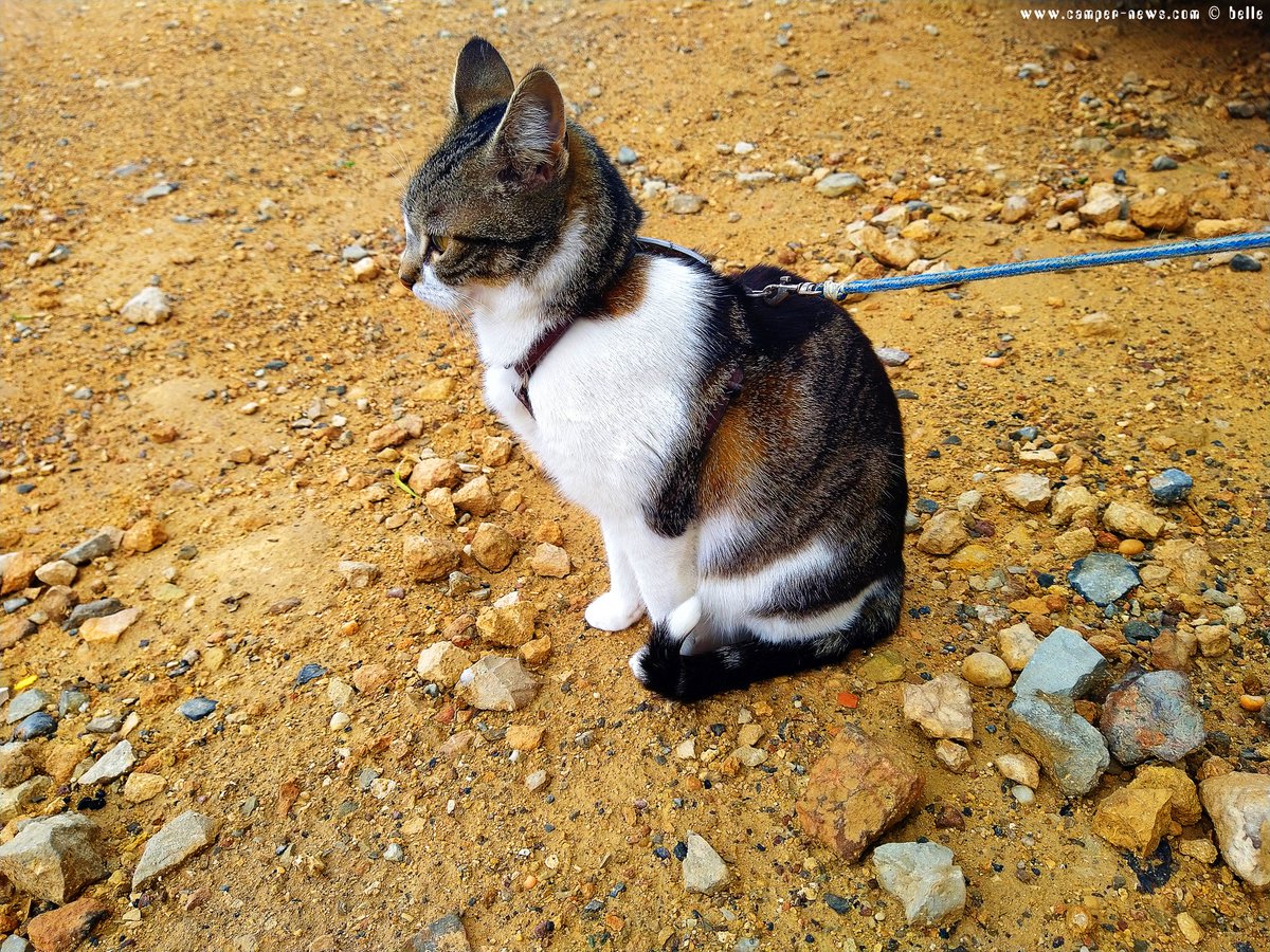 Happy Birthday Shiva ♥ 3 Years!

Montag, 29. April 2024

#Pulpí ─ #Spain

Guten Morgen Playa de las Palmeras ♥

camper-news.com/?p=62830

#CamperNews #Fulltimer #ParkingwithaCamper #wetterfotografie #weatherphotography #followus #CamperCat #missingCat #Shiva #Spring